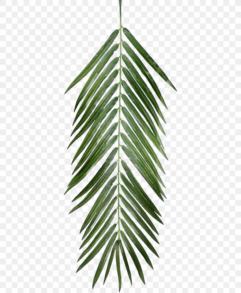 Transparency Leaf Palm Trees Clip Art, PNG, 1260x1532px, Leaf ...