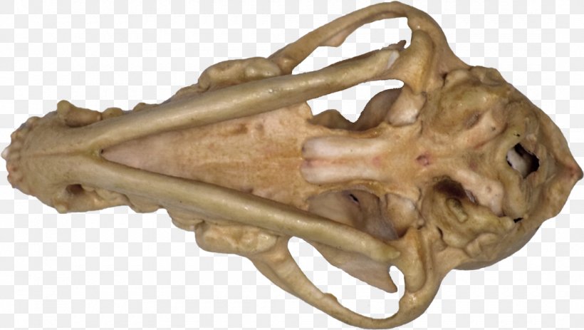 Reptile Jaw, PNG, 1080x611px, Reptile, Bone, Jaw Download Free