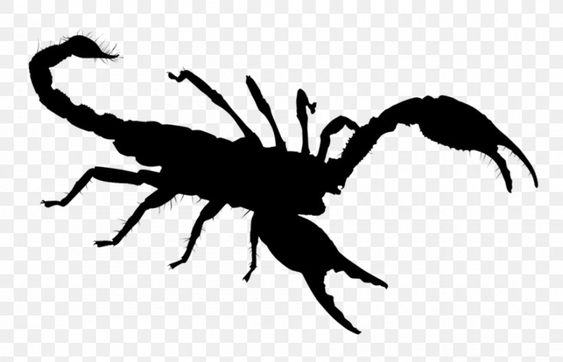 Royalty-free Scorpion Spider Photography Illustration, PNG, 900x580px, Royaltyfree, Arachnid, Arthropod, Blackandwhite, Fotolia Download Free