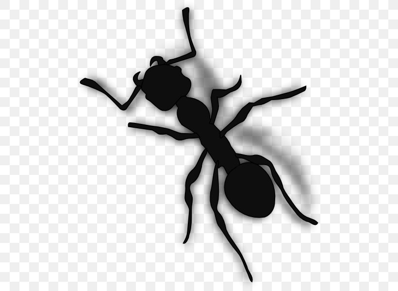 Ant Clip Art, PNG, 504x599px, Ant, Arthropod, Black And White, Cartoon, Drawing Download Free