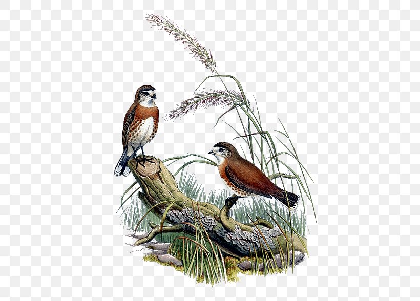 Bird Feather Sparrow Beak Clip Art, PNG, 563x588px, Bird, Animal, Beak, Birdofparadise, Drawing Download Free