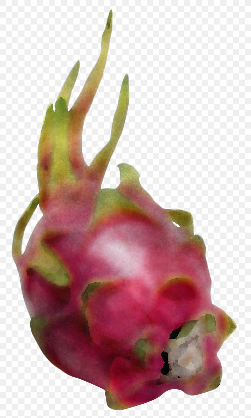 Cactus, PNG, 776x1366px, Pitaya, Beetroot, Cactus, Costa Rican Pitahaya, Dragonfruit Download Free