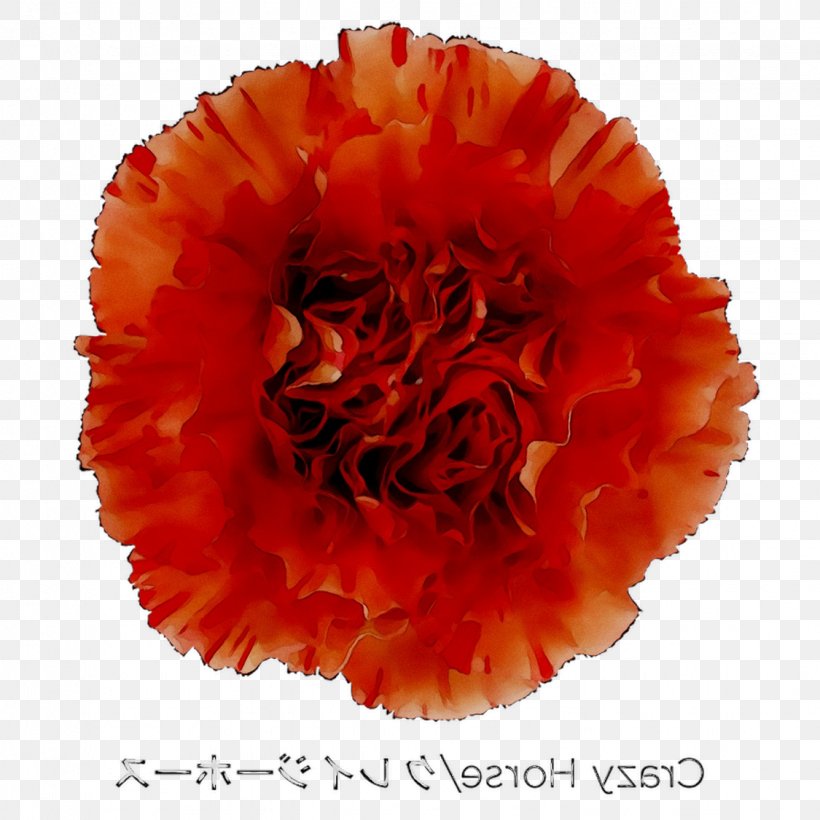 Carnation Cut Flowers, PNG, 1125x1125px, Carnation, Coquelicot, Cut Flowers, Dianthus, English Marigold Download Free