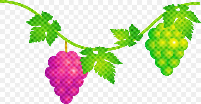 Grape Grapes Fruit, PNG, 2999x1567px, Grape, Accessory Fruit, Berry, Currant, Flower Download Free