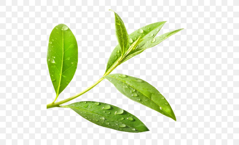 Green Tea Tea Tree Oil Camellia Sinensis, PNG, 500x500px, Tea, Acne, Camellia Sinensis, Essential Oil, Extract Download Free