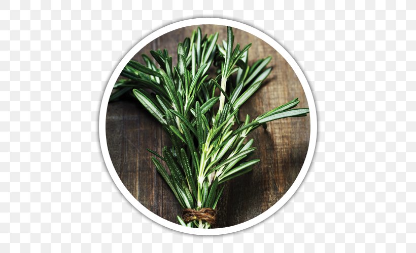 Herb Rosemary Health Young Living Spice, PNG, 500x500px, Herb, Common Sage, Food, Grass, Health Download Free