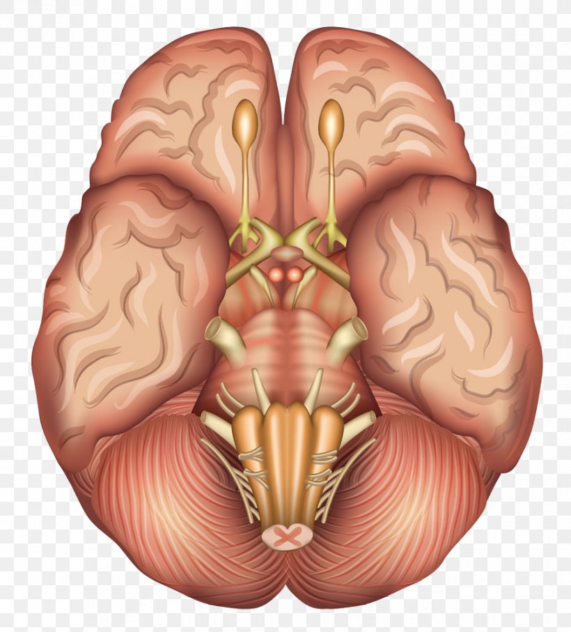 Human Brain Anatomy Sagittal Plane Pituitary Gland, PNG, 904x1000px, Watercolor, Cartoon, Flower, Frame, Heart Download Free