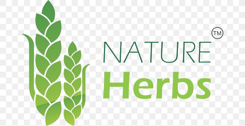 Leaf Shatavari Intellect Plant Herb Root, PNG, 676x422px, Leaf, Asparagus, Ayurveda, Brand, Grass Download Free