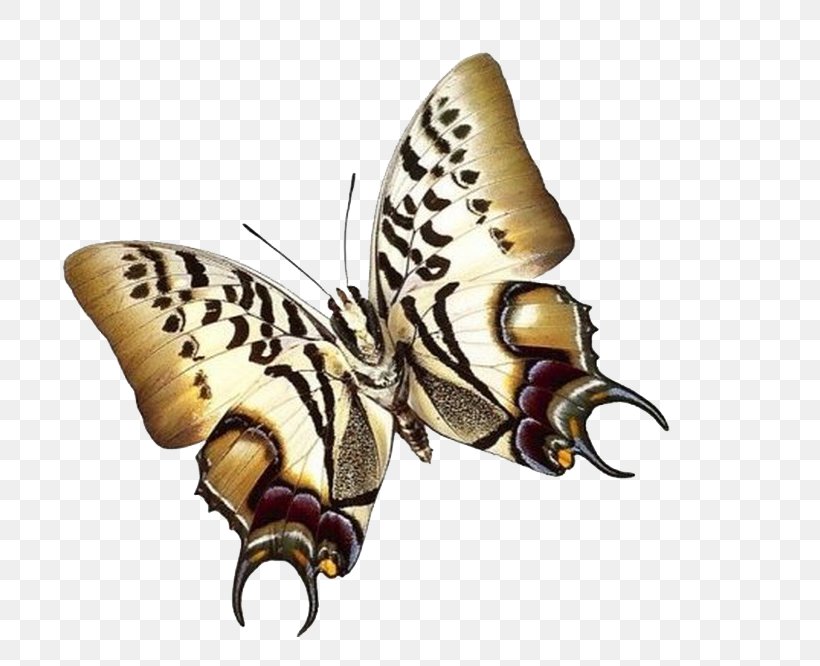 Papillon Dog Butterfly Insect Paper Moth, PNG, 729x666px, Papillon Dog, Animal, Arthropod, Butterfly, Dog Download Free