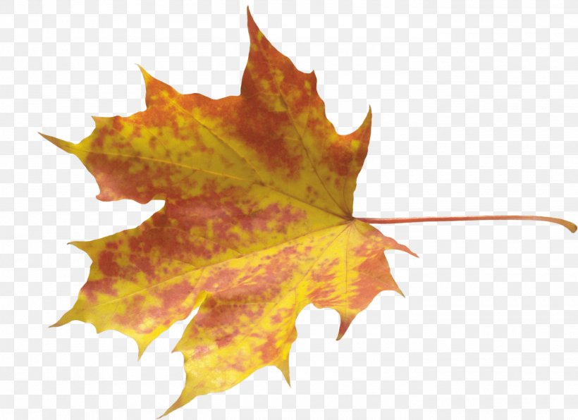Autumn Leaf Color, PNG, 2800x2037px, Autumn Leaf Color, Autumn, Leaf, Maple Leaf, Maple Tree Download Free