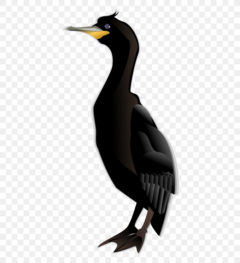 Cormorant Bird Penguin Clip Art, PNG, 787x900px, Cormorant, Animal, Australian Pied Cormorant, Beak, Bird Download Free