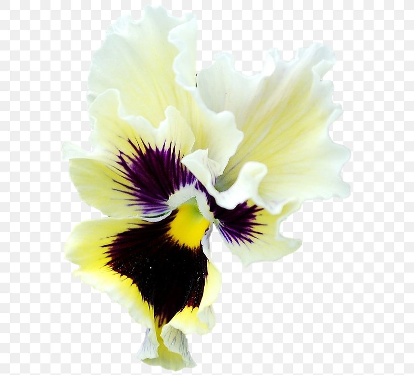 Pansy Close-up, PNG, 591x743px, Pansy, Closeup, Flower, Flowering Plant, Iris Download Free