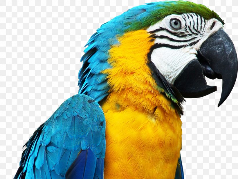 Parrot Bird Budgerigar Blue-and-yellow Macaw, PNG, 1024x768px, Parrot, Beak, Bird, Birdcage, Blueandyellow Macaw Download Free