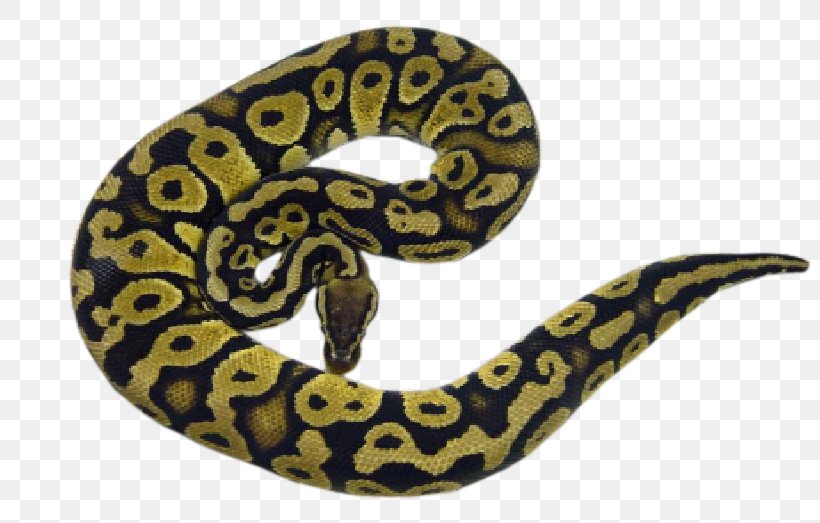 Boa Constrictor Hognose Snake Ball Python Rattlesnake, PNG, 800x523px, Boa Constrictor, Aesthetics, Ball Python, Boas, Hognose Snake Download Free