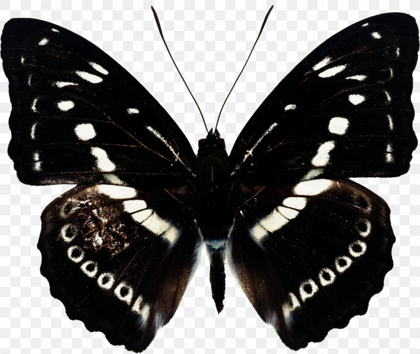 Butterfly Gaussian Blur, PNG, 2000x1687px, Butterfly, Arthropod, Black And White, Blend Modes, Brush Footed Butterfly Download Free
