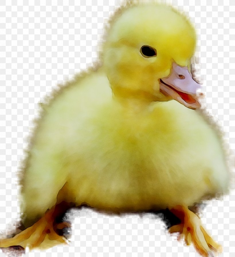 Duck Beak Fauna Water Bird, PNG, 840x918px, Duck, American Black Duck, Beak, Bird, Ducks Geese And Swans Download Free