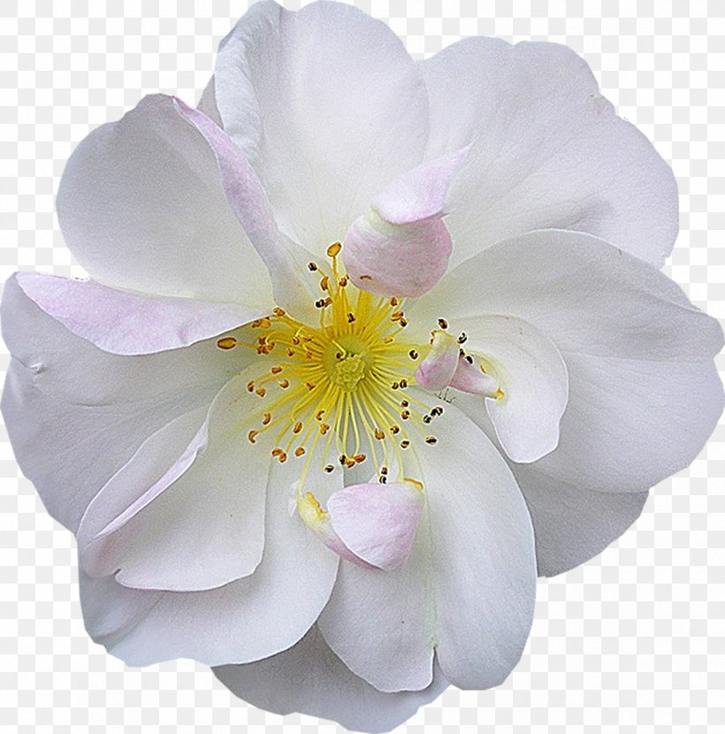Flower Bouquet White Pseudanthium, PNG, 1185x1200px, Flower, Artificial Flower, Author, Blossom, Blue Rose Download Free