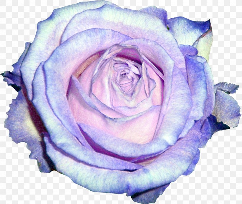 Garden Roses Blue Rose Violet Centifolia Roses, PNG, 1200x1014px, Garden Roses, Blue, Blue Rose, Centifolia Roses, Cut Flowers Download Free