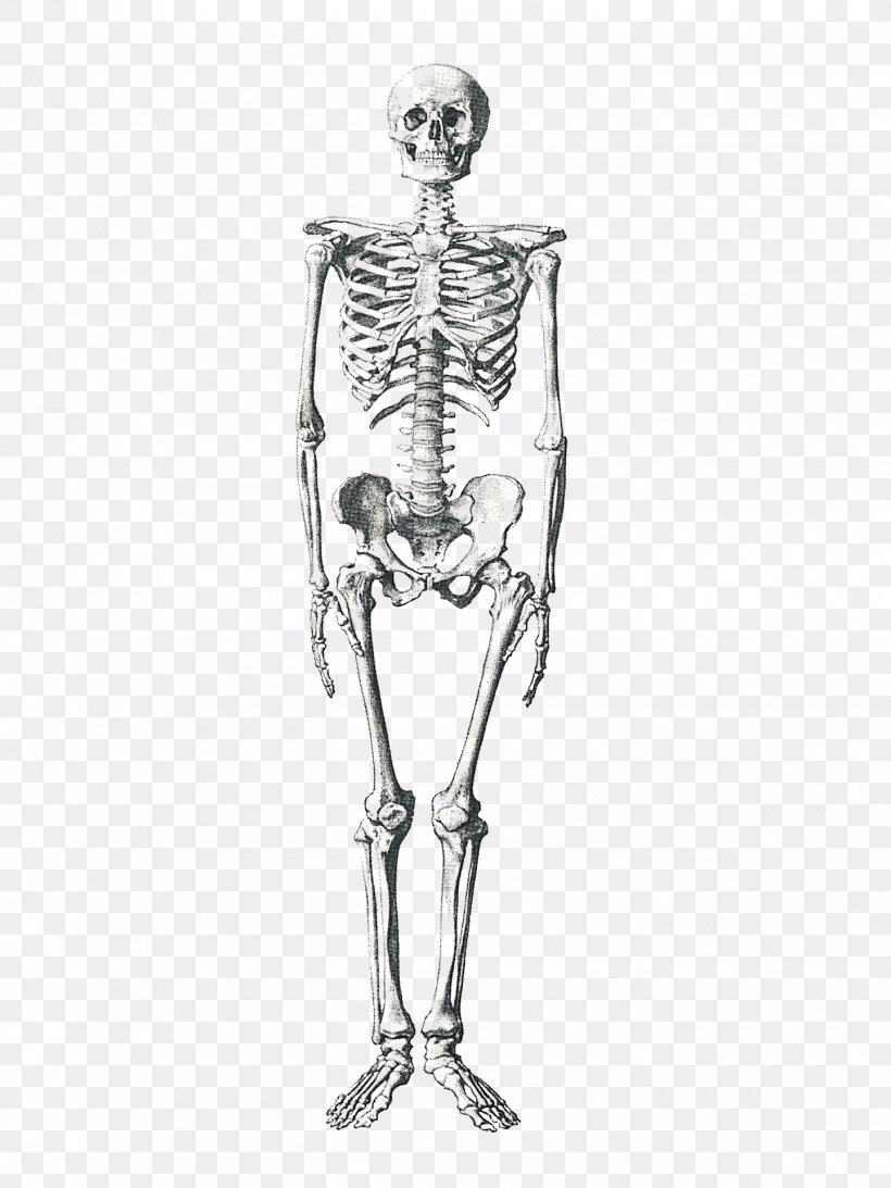 Human Skeleton Human Body Anatomy Bone, PNG, 1440x1920px, Watercolor, Cartoon, Flower, Frame, Heart Download Free