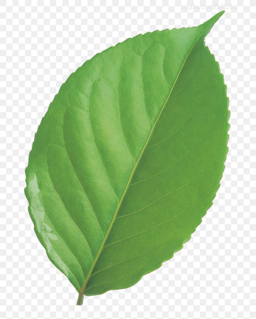 Leaf Circle Green, PNG, 732x1024px, Leaf, Bladnerv, Color, Ellipse, Green Download Free