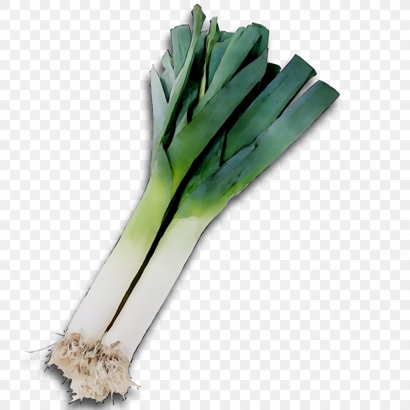 Leek Vegetable Welsh Onion Scallion, PNG, 1368x1368px, Leek, Airplane, Allium, Amaryllis Family, Celeriac Download Free