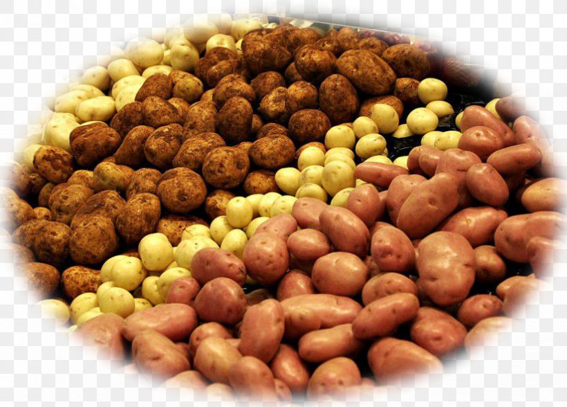 Potato Hash Browns Belarus Vegetable Plant-based Diet, PNG, 824x591px, Potato, Bean, Belarus, Chickpea, Commodity Download Free