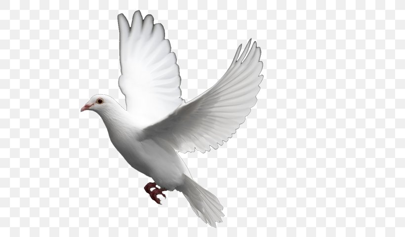Columbidae Bird Doves As Symbols Domestic Pigeon, PNG, 720x480px, Columbidae, Animal, Beak, Bird, Common Wood Pigeon Download Free