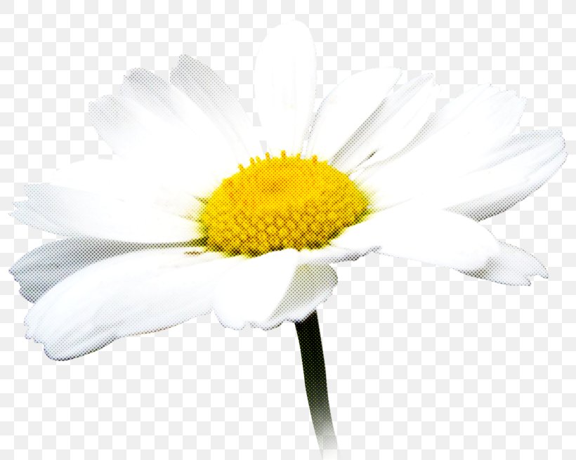 Daisy, PNG, 800x655px, Flower, Camomile, Chamomile, Daisy, Mayweed Download Free