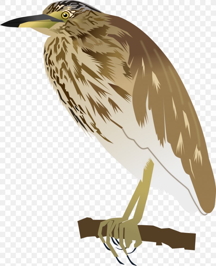 Indian Pond Heron Bird Green Heron Feather, PNG, 831x1024px, Indian Pond Heron, Animal, Beak, Bird, Bird Of Prey Download Free