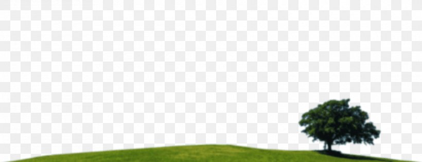 Lawn Land Lot Grassland Grasses Leaf, PNG, 1140x440px, Lawn, Branch, Ecosystem, Family, Grass Download Free