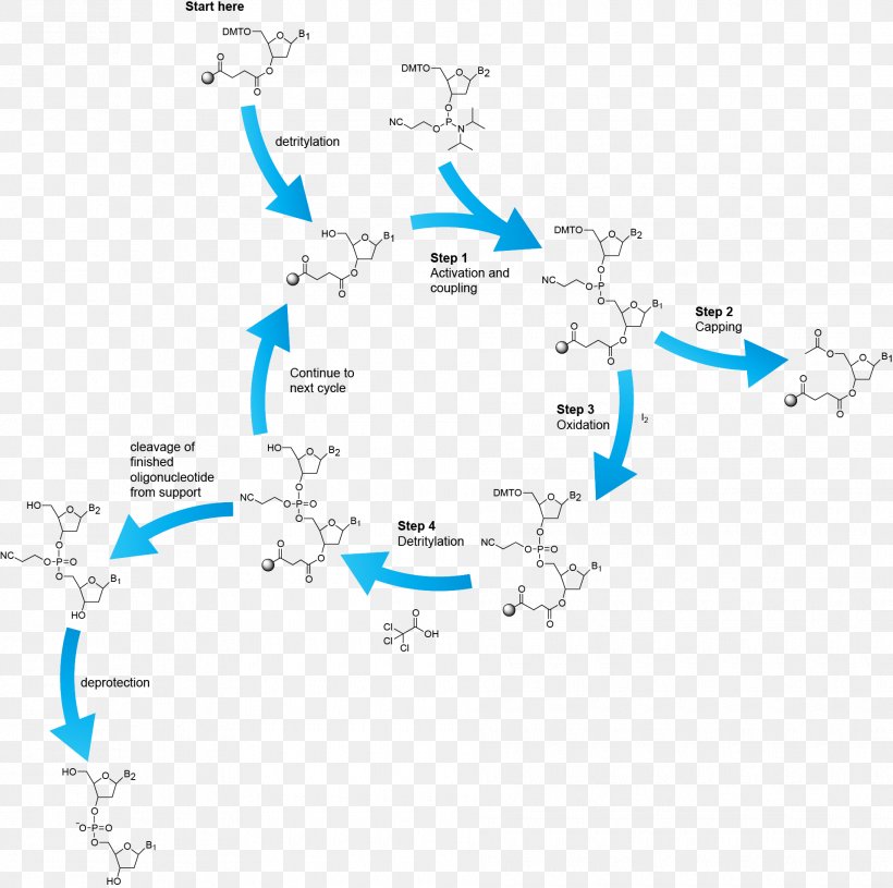 Oligonucleotide Synthesis Phosphoramidite Chemical Synthesis Peptide Synthesis, PNG, 1910x1899px, Oligonucleotide Synthesis, Acetic Acid, Area, Artificial Gene Synthesis, Chemical Biology Download Free