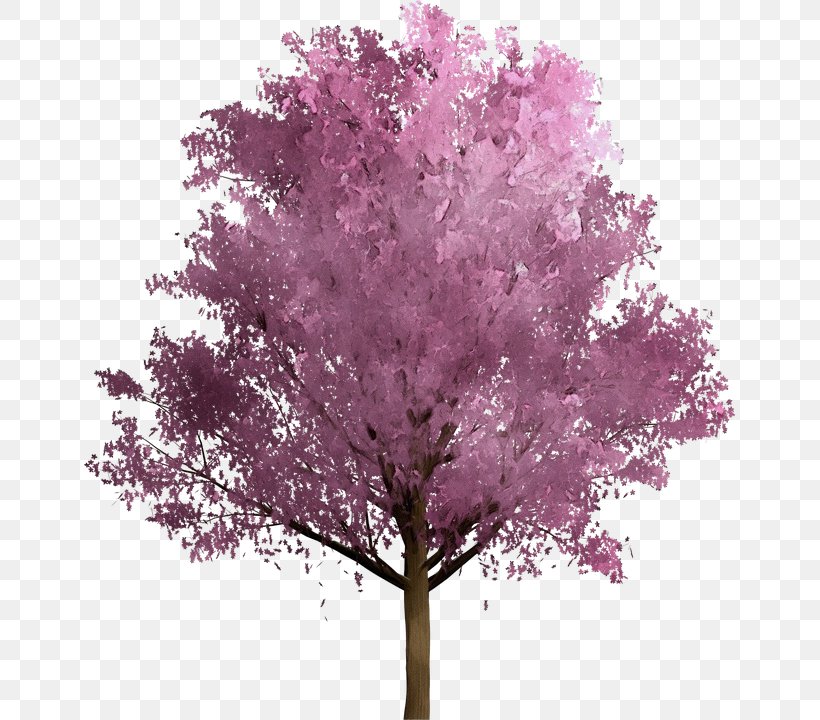 Tree Pink Plant Woody Plant Purple, PNG, 651x720px, Watercolor, Flower, Lilac, Magenta, Paint Download Free