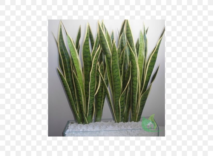 Viper's Bowstring Hemp Plant Rhizome Burknar Sago Palm, PNG, 600x600px, Plant, Aloe, Burknar, Cycas Circinalis, Digitalis Purpurea Download Free