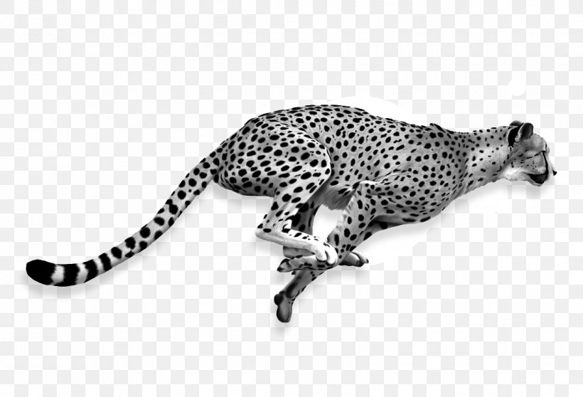 Cheetah Lion Cat Jaguar, PNG, 1134x773px, Cheetah, African Leopard, Animal Figure, Big Cats, Carnivore Download Free