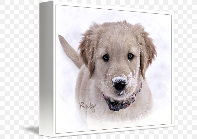 Golden Retriever Puppy Dog Breed Companion Dog, PNG, 650x579px, Golden Retriever, Animal, Breed, Canidae, Carnivora Download Free