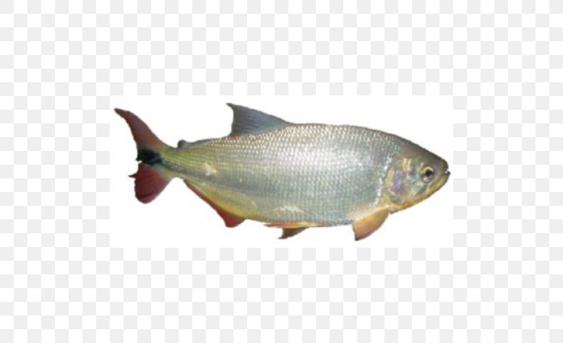Sardine Salmon Milkfish Juvenile Fish Brycon Hilarii, PNG, 500x500px, Sardine, Bony Fish, Brycon, Carp, Common Rudd Download Free