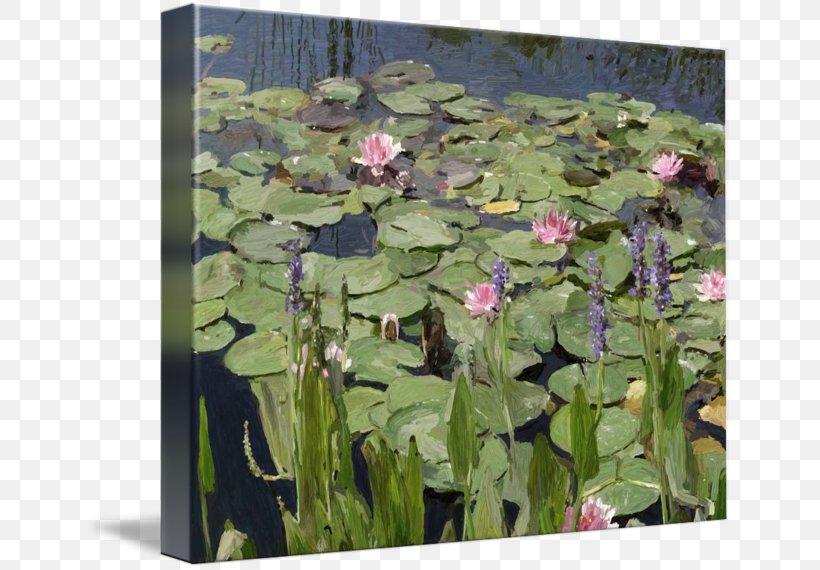 Flower Pond Painting Water Aquatic Plants, PNG, 650x570px, Flower, Aquatic Plant, Aquatic Plants, Ecosystem, Flora Download Free