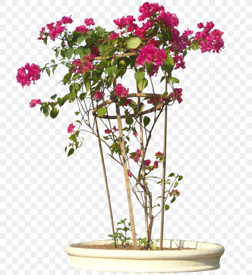 Flowering Plant Bougainvillea Glabra Shrub Flowering Plant, PNG, 727x897px, Plant, Bougainvillea, Bougainvillea Glabra, Bract, Branch Download Free