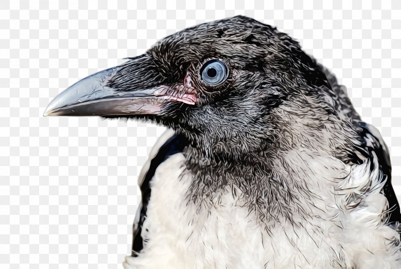 Bird Beak Close-up Crow Raven, PNG, 2440x1640px, Watercolor, Beak, Bird, Closeup, Crow Download Free