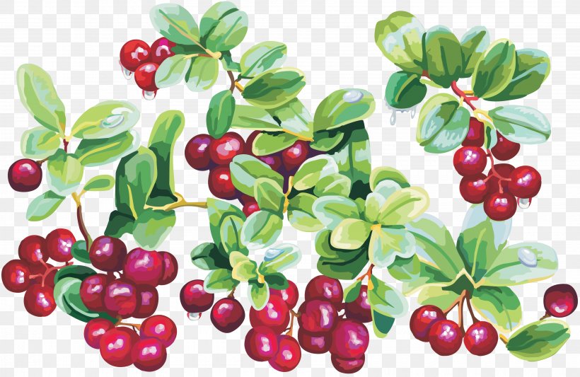 Cherry Cranberry Clip Art, PNG, 3600x2344px, Cherry, Auglis, Berry, Bilberry, Computer Software Download Free