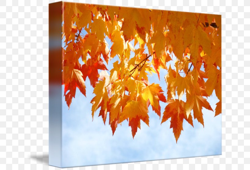 Autumn Leaf Color Gallery Wrap Orange Art, PNG, 650x560px, Autumn, Art, Autumn Leaf Color, Branch, Cafepress Download Free