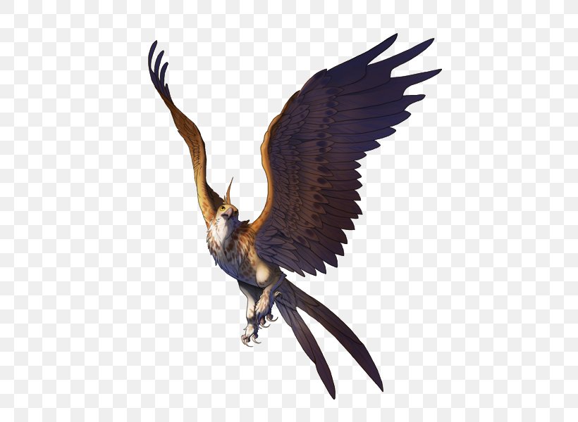 Bird Of Prey Falcon Bald Eagle, PNG, 500x600px, Bird, Accipitriformes, Animal, Bald Eagle, Beak Download Free