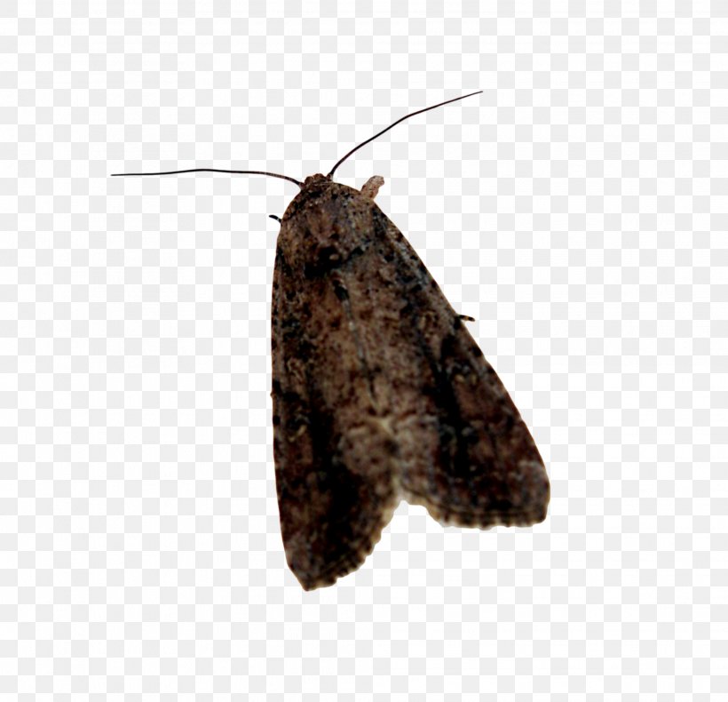 Butterfly Moth Desktop Wallpaper, PNG, 2032x1960px, Butterfly, Arthropod, Brush Footed Butterfly, Butterflies And Moths, Display Resolution Download Free