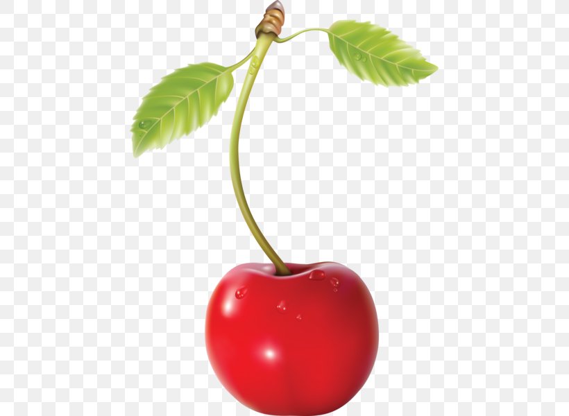 Cherry Cerasus, PNG, 447x600px, Cherry, Cerasus, Cherry Blossom, Cherry Pie, Food Download Free