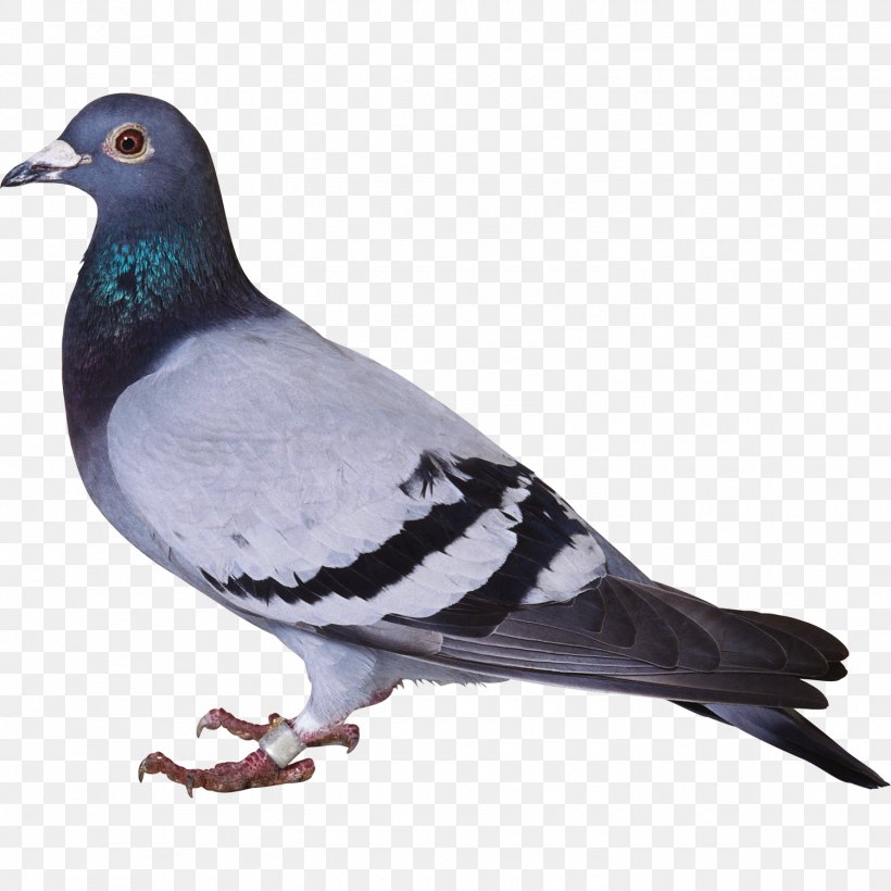 Consonant Hindi Domestic Pigeon Alphabet Columbidae, PNG, 1500x1500px, Consonant, Alphabet, Beak, Bird, Columbidae Download Free