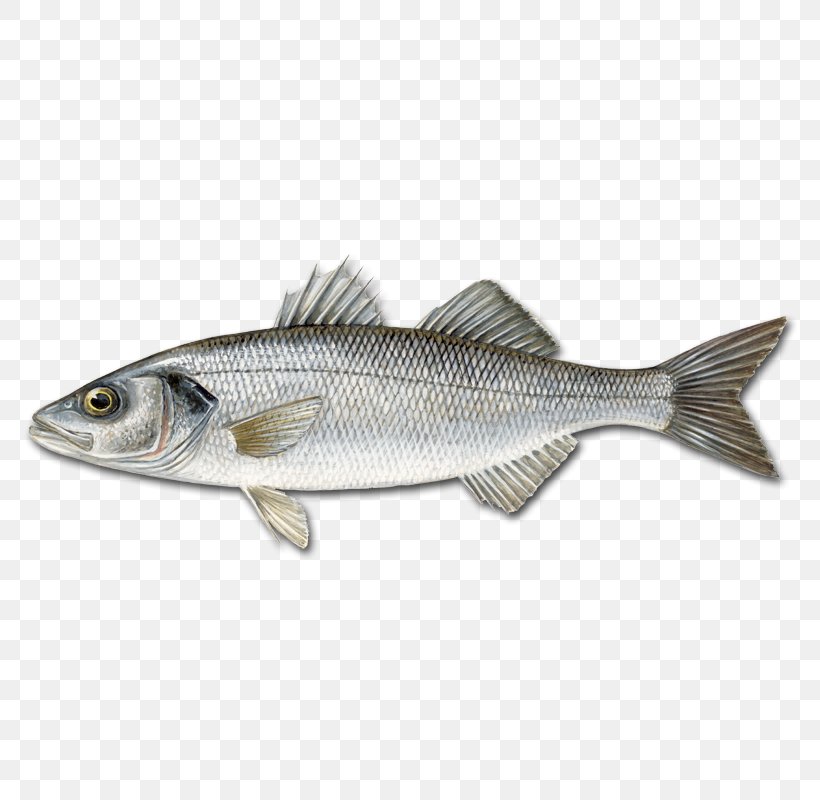 European Bass Pandalus Borealis Fish Japanese Sea Bass, PNG, 800x800px, European Bass, Anchovy, Atlantic Cod, Barramundi, Bass Download Free