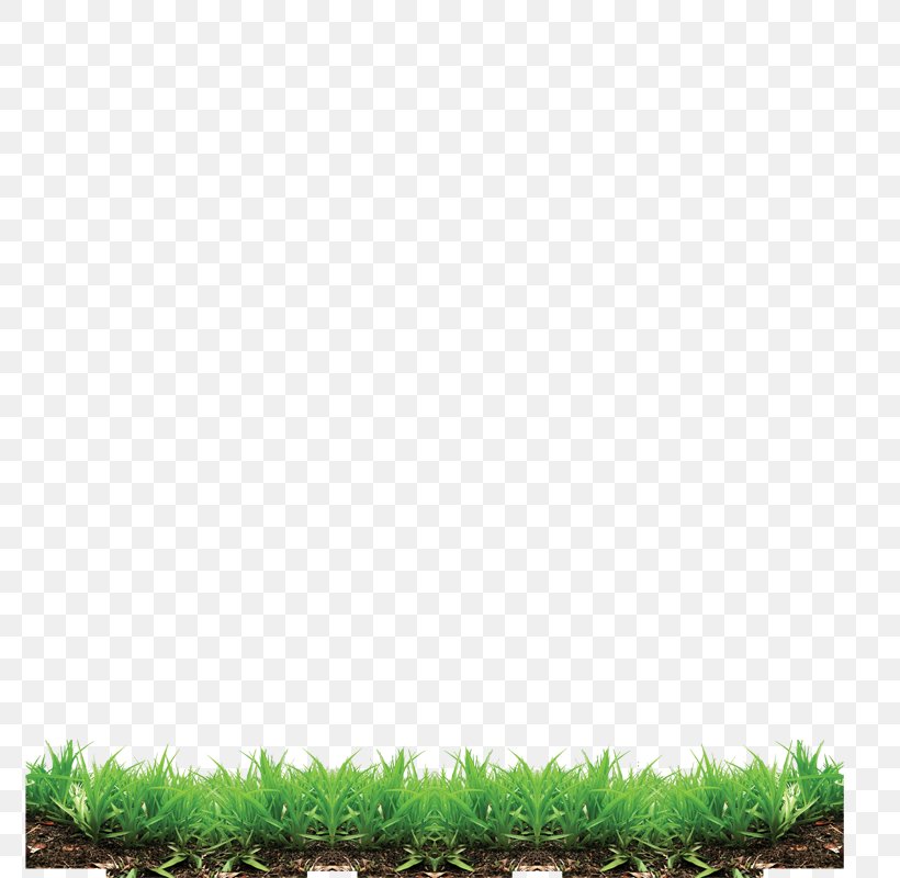 Grass Lawn Clip Art, PNG, 801x800px, Grass, Green, Lawn, Meadow, Search Engine Download Free