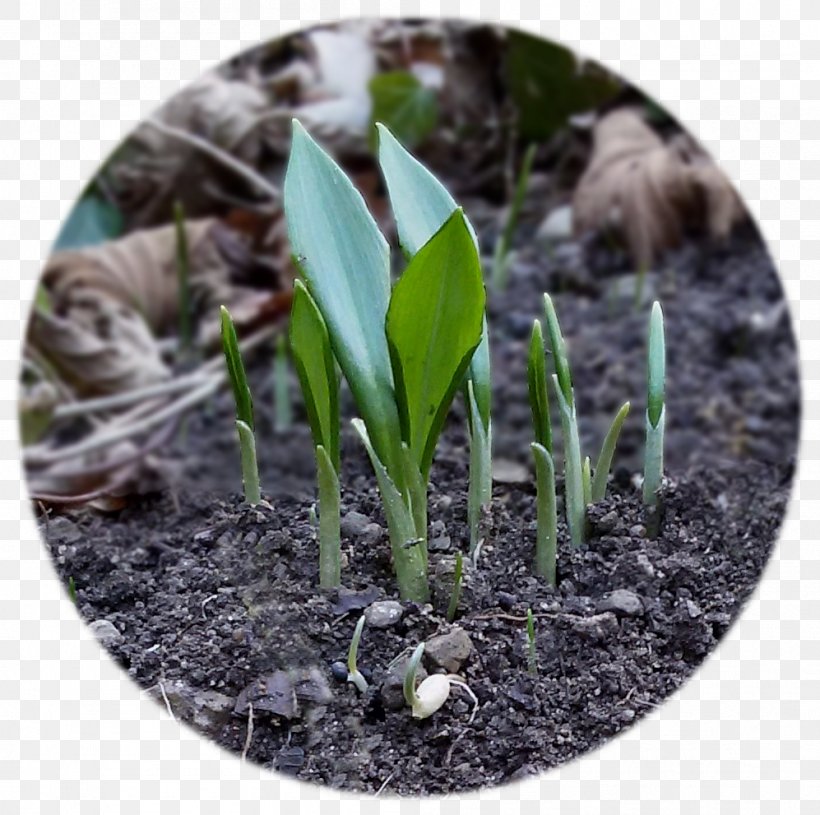 Ramsons Bulb Lily Of The Valley Garlic Transplanting, PNG, 997x991px, Ramsons, Allium, Bulb, Garlic, Grass Download Free