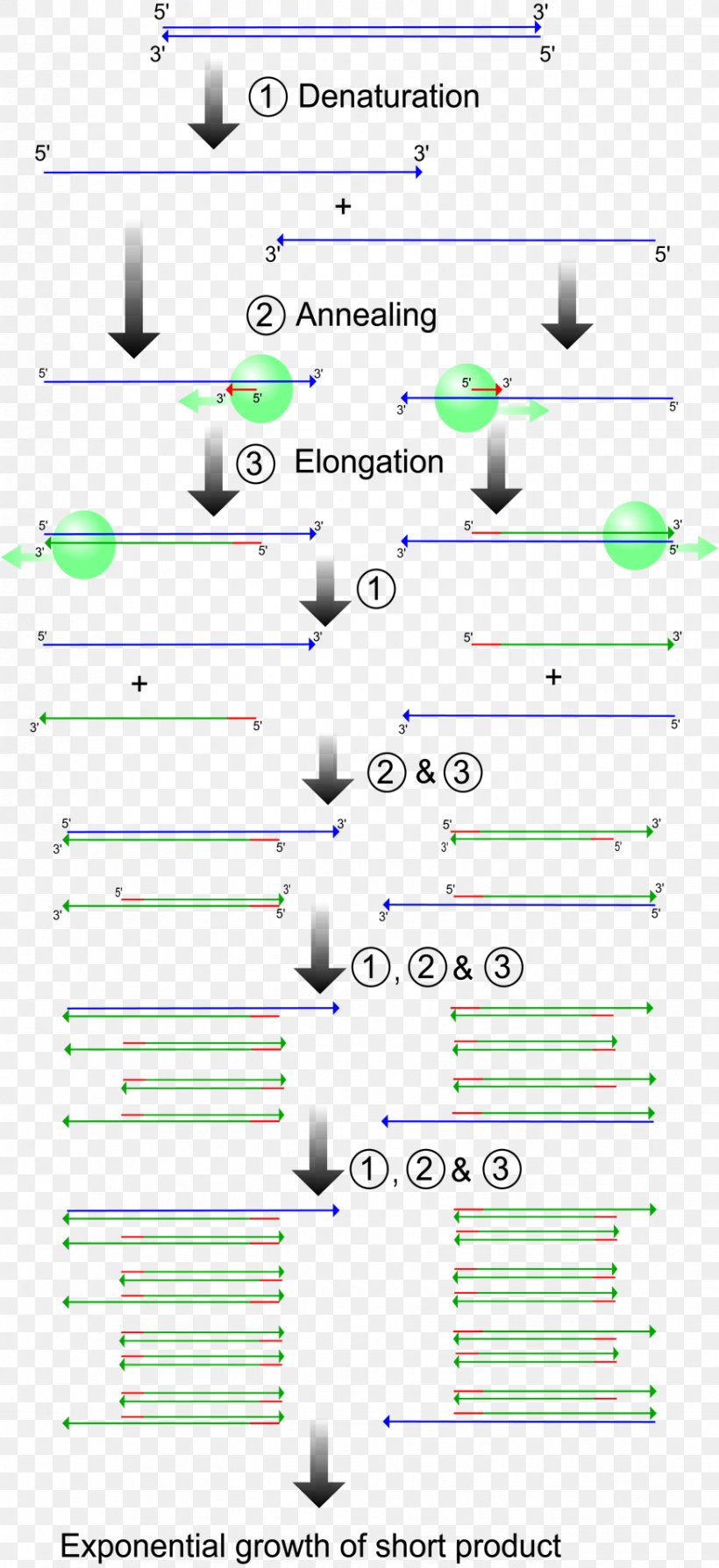 Real-time Polymerase Chain Reaction Genetics Molecular Biology, PNG, 875x1909px, Polymerase Chain Reaction, Amplifikacija, Area, Diagram, Dna Download Free