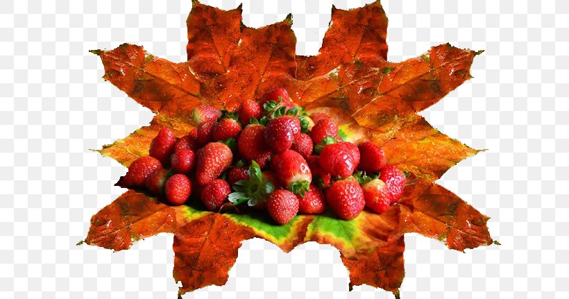 Aedmaasikas Auglis Food Image Resolution, PNG, 650x431px, Aedmaasikas, Auglis, Autumn, Food, Fruit Download Free